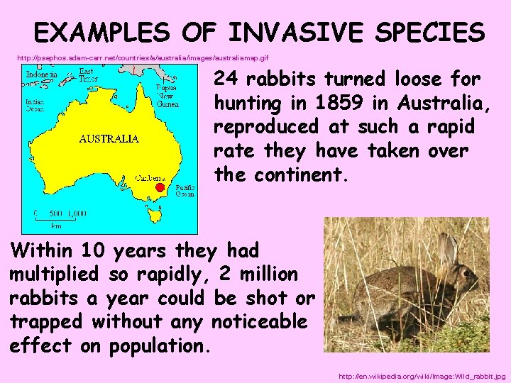 EXAMPLES OF INVASIVE SPECIES http: //psephos. adam-carr. net/countries/a/australia/images/australiamap. gif 24 rabbits turned loose for