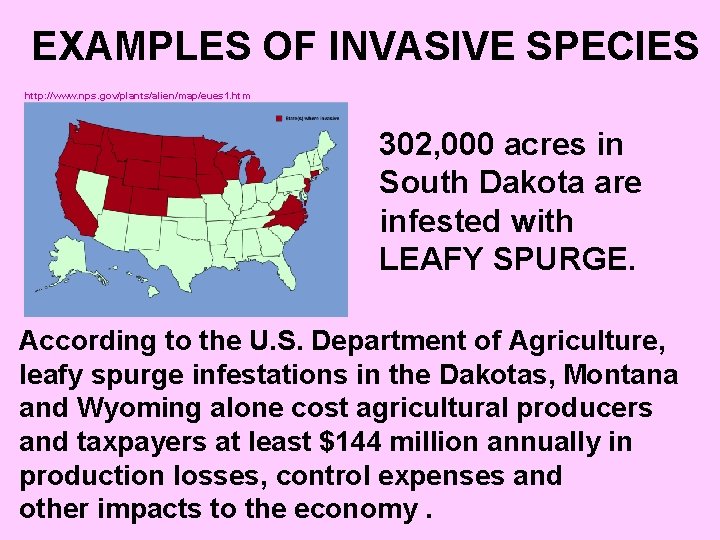 EXAMPLES OF INVASIVE SPECIES http: //www. nps. gov/plants/alien/map/eues 1. htm 302, 000 acres in