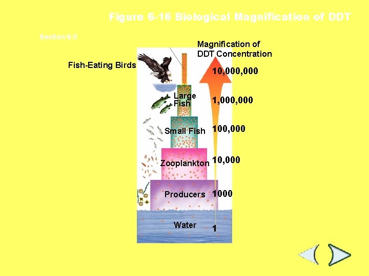 Figure 6 -16 Biological Magnification of DDT Section 6 -3 Magnification of DDT Concentration