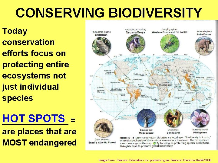 CONSERVING BIODIVERSITY Today conservation efforts focus on protecting entire ecosystems not just individual species