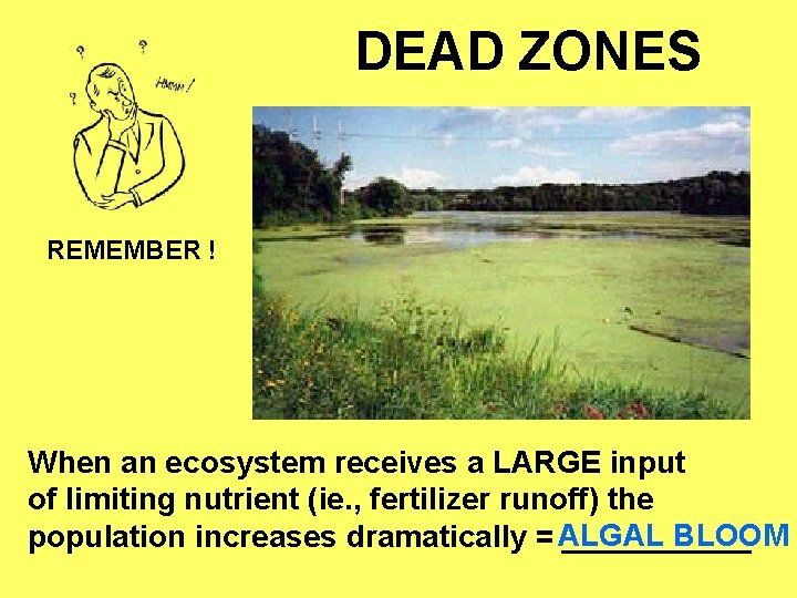 DEAD ZONES REMEMBER ! When an ecosystem receives a LARGE input of limiting nutrient