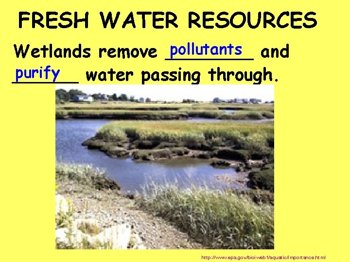 FRESH WATER RESOURCES pollutants and Wetlands remove ____ purify ______ water passing through. http: