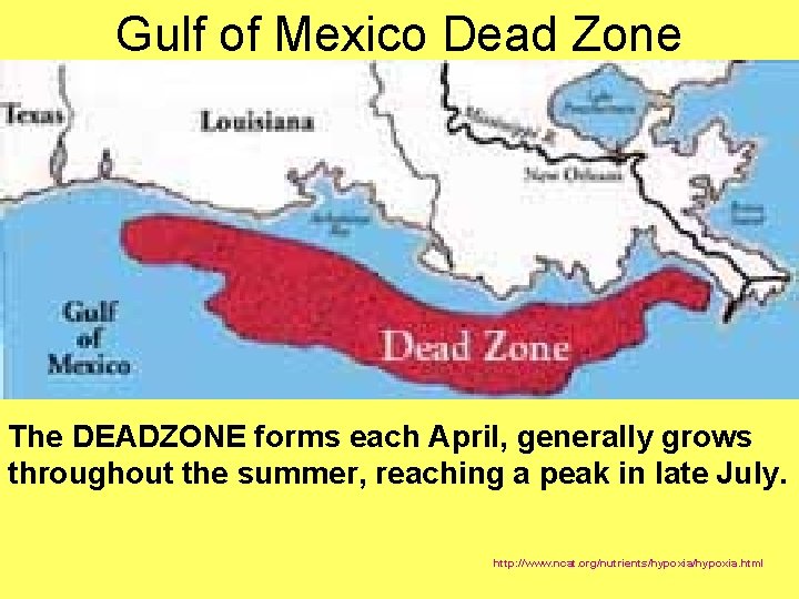 Gulf of Mexico Dead Zone The DEADZONE forms each April, generally grows throughout the