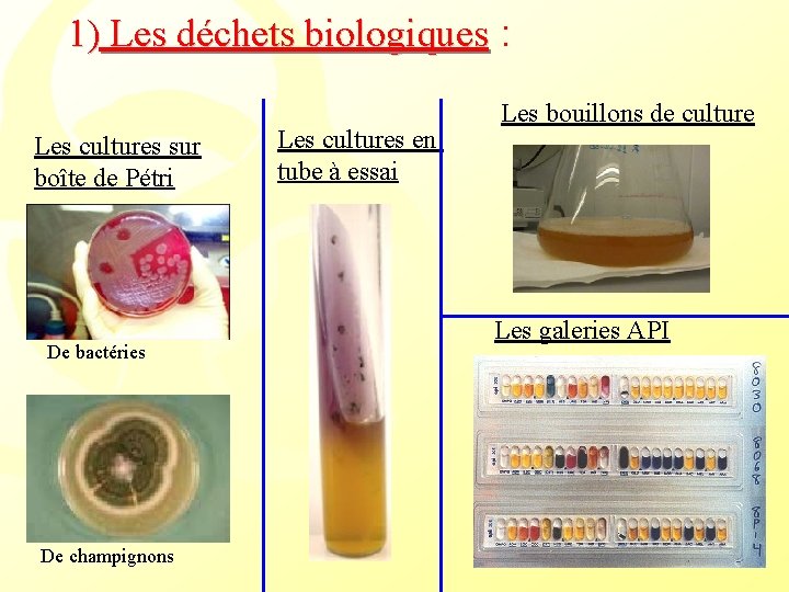 1) Les déchets biologiques : Les cultures sur boîte de Pétri De bactéries De