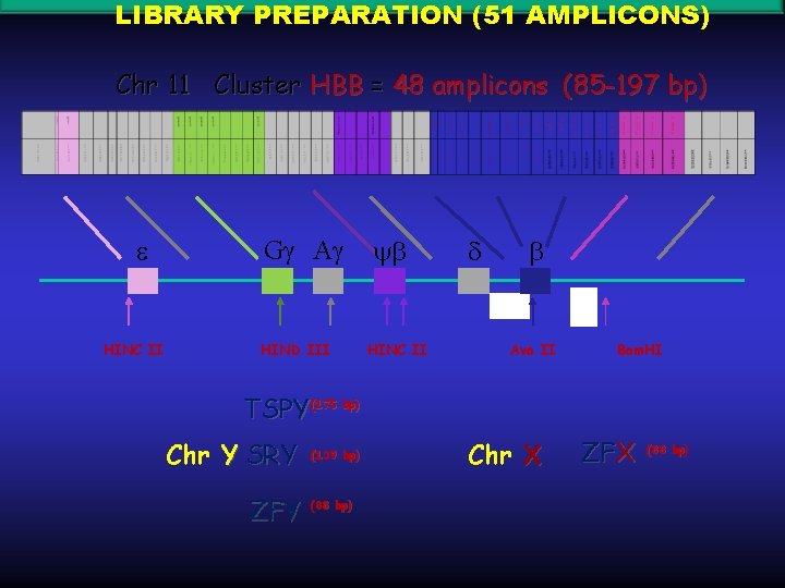 LIBRARY PREPARATION (51 AMPLICONS) Chr 11 Cluster HBB = 48 amplicons (85 -197 bp)