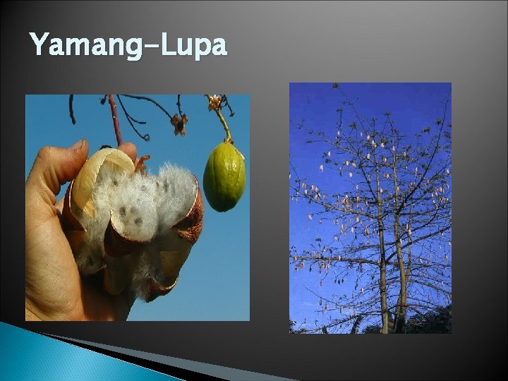 Yamang-Lupa Yamang-Lupa