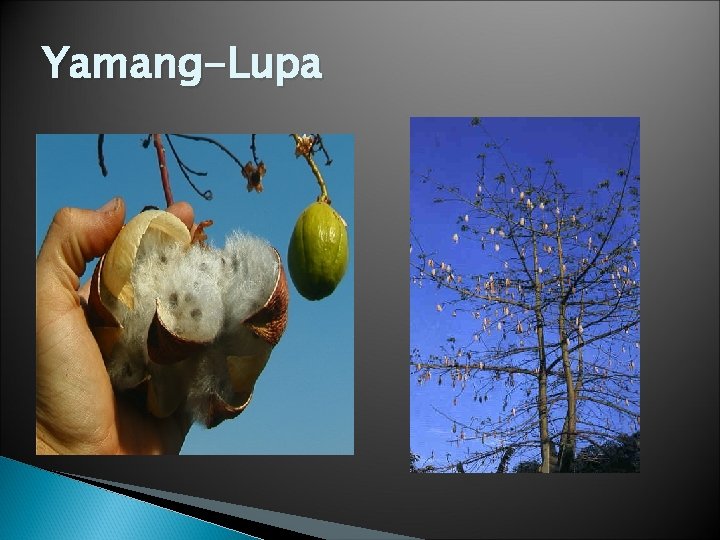 Yamang-Lupa 