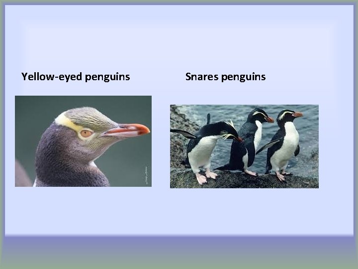 Yellow-eyed penguins Snares penguins 