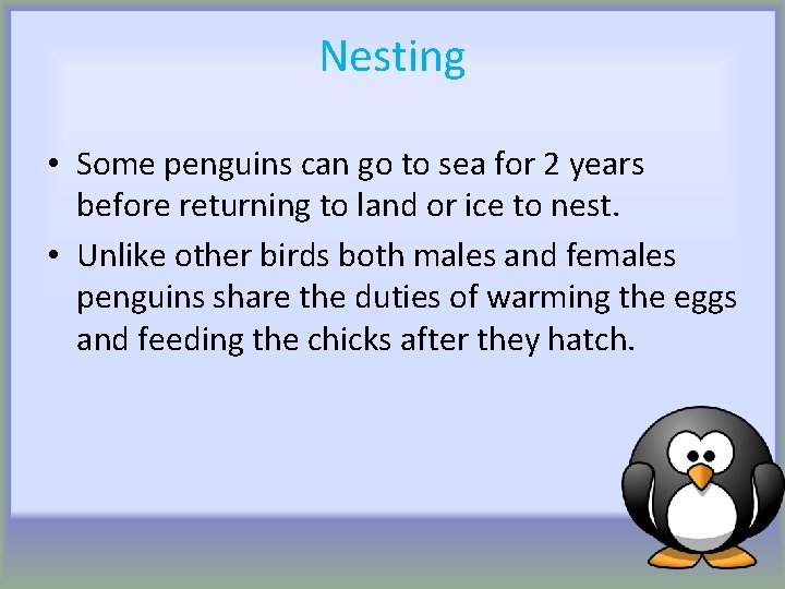 Nesting • Some penguins can go to sea for 2 years before returning to
