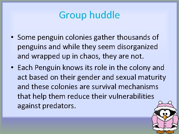 Group huddle • Some penguin colonies gather thousands of penguins and while they seem