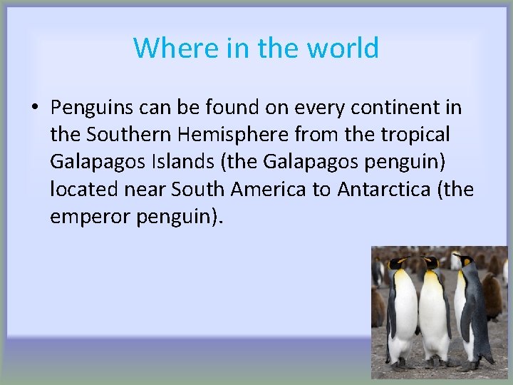 Where in the world • Penguins can be found on every continent in the