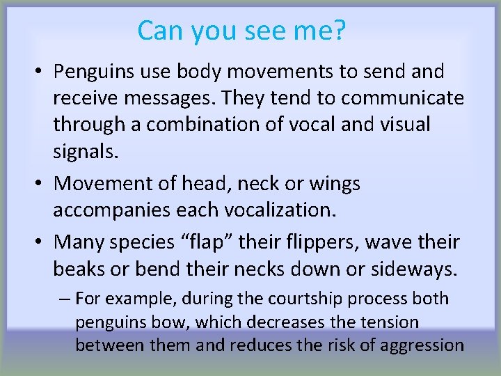Can you see me? • Penguins use body movements to send and receive messages.