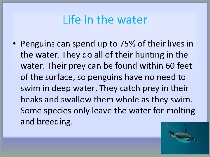 Life in the water • Penguins can spend up to 75% of their lives