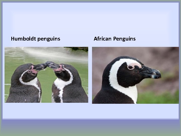 Humboldt penguins African Penguins 