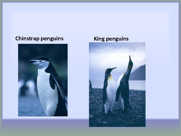 Chinstrap penguins King penguins 
