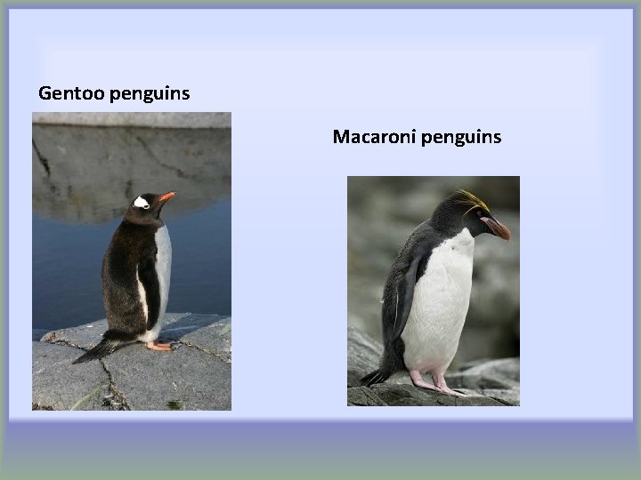 Gentoo penguins Macaroni penguins 