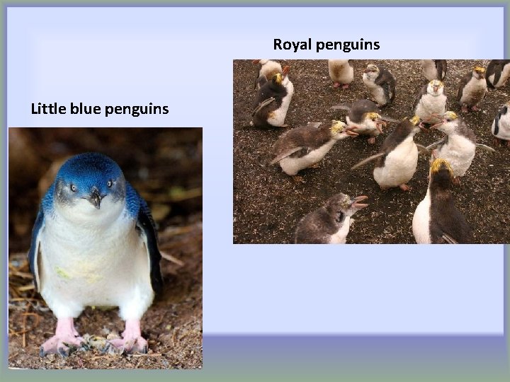 Royal penguins Little blue penguins 