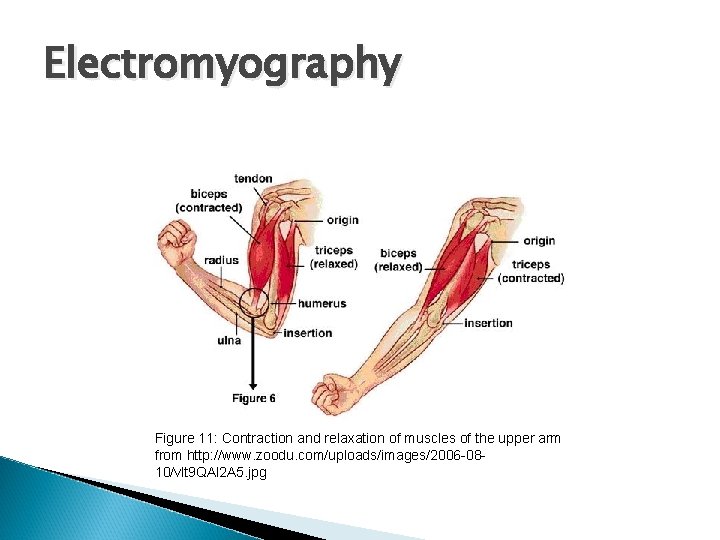 Electromyography Figure 11: Contraction and relaxation of muscles of the upper arm from http: