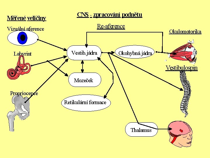 Měřené veličiny CNS - zpracování podnětu Re-aference Vizuální aference Labyrint Vestib. jádra Okulomotorika Okohybná