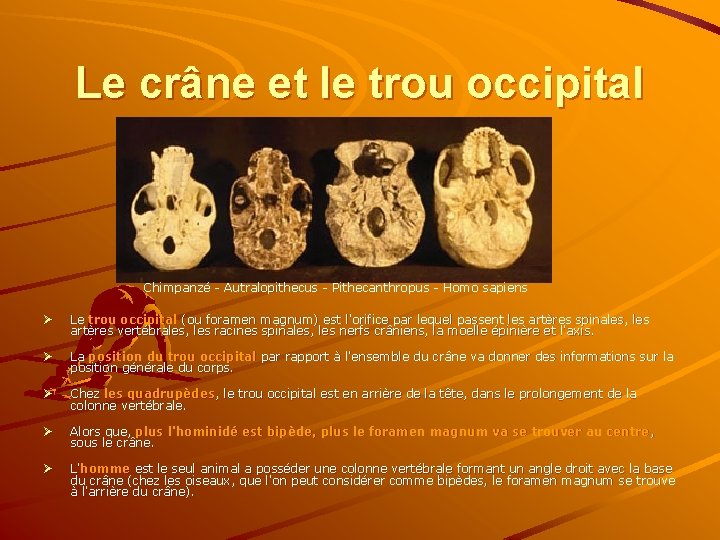 Le crâne et le trou occipital Chimpanzé - Autralopithecus - Pithecanthropus - Homo sapiens