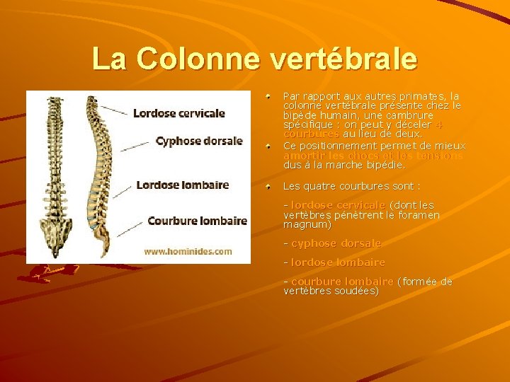 La Colonne vertébrale Par rapport aux autres primates, la colonne vertébrale présente chez le