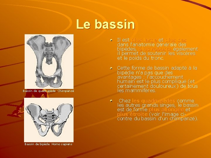 Le bassin Il est plus large et plus bas dans l'anatomie générale des bipèdes,