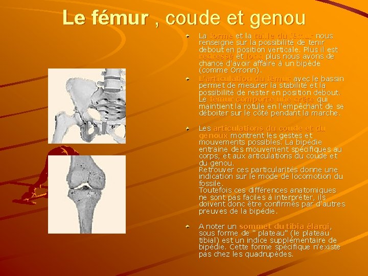 Le fémur , coude et genou La forme et la taille du fémur nous