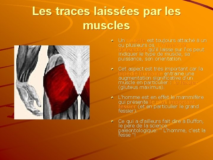 Les traces laissées par les muscles Un muscle est toujours attaché à un ou