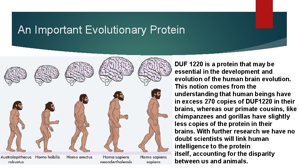 An Important Evolutionary Protein DUF 1220 is a protein that may be essential in