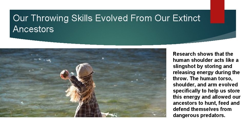 Our Throwing Skills Evolved From Our Extinct Ancestors Research shows that the human shoulder
