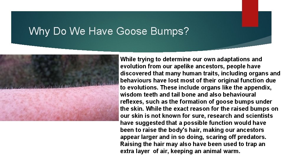 Why Do We Have Goose Bumps? While trying to determine our own adaptations and