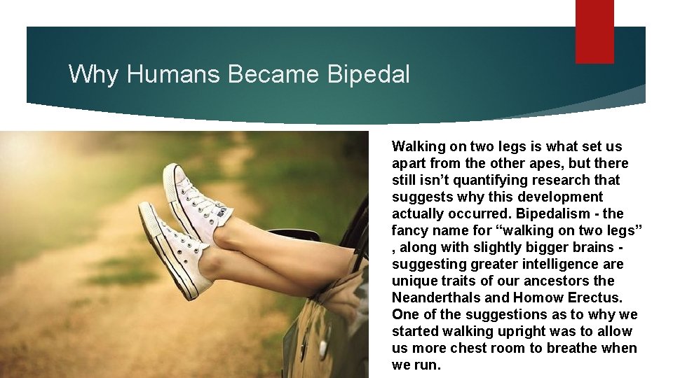 Why Humans Became Bipedal Walking on two legs is what set us apart from