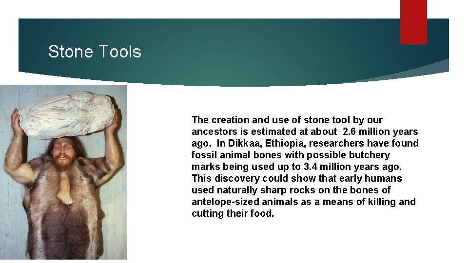 Stone Tools The creation and use of stone tool by our ancestors is estimated
