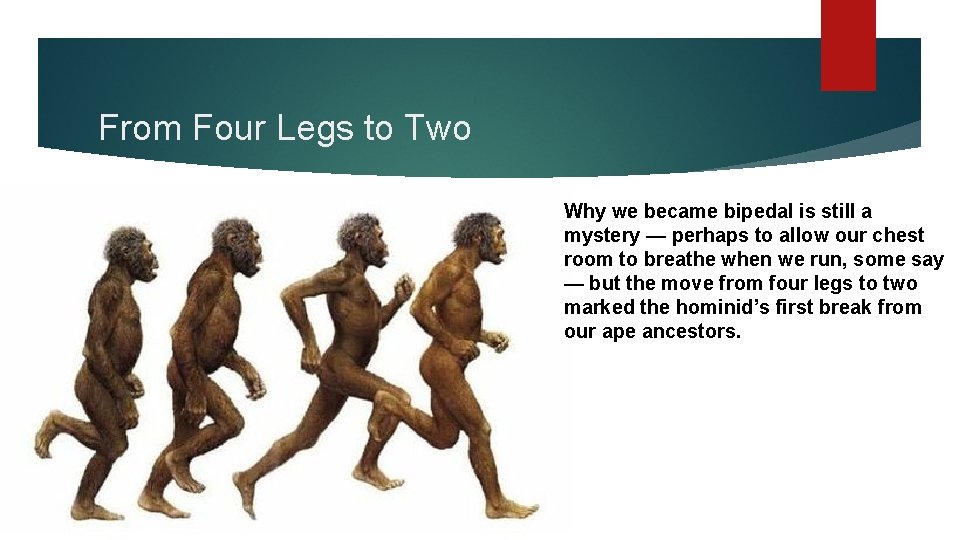 From Four Legs to Two Why we became bipedal is still a mystery —