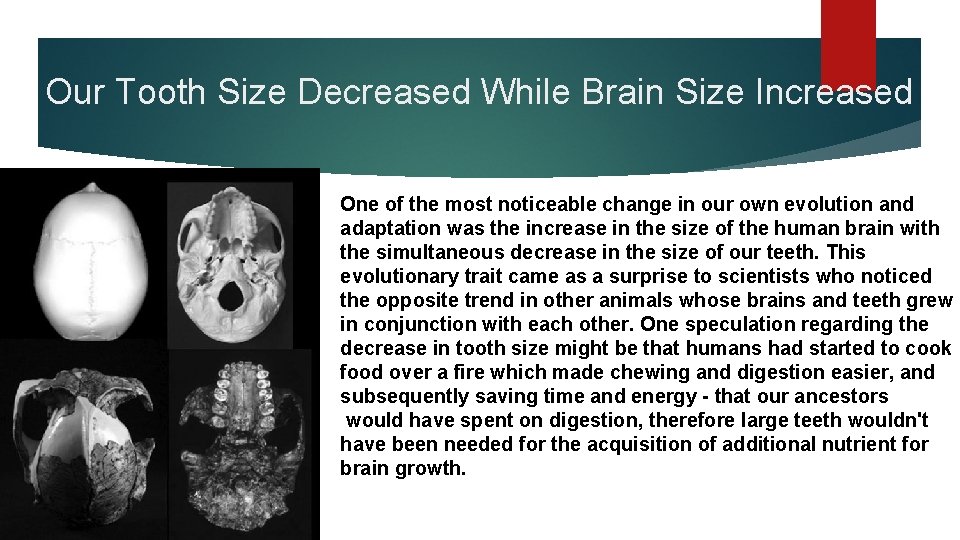 Our Tooth Size Decreased While Brain Size Increased One of the most noticeable change