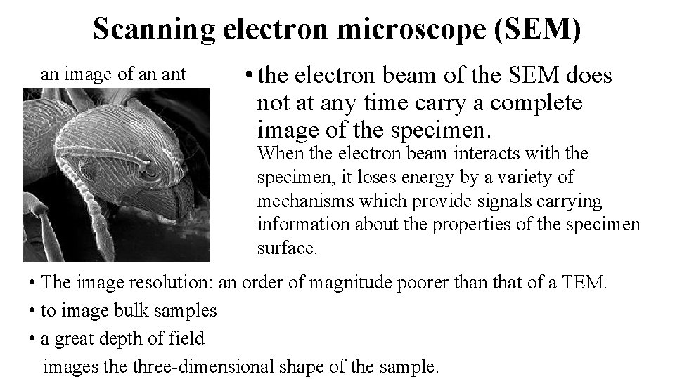 Scanning electron microscope (SEM) an image of an ant • the electron beam of