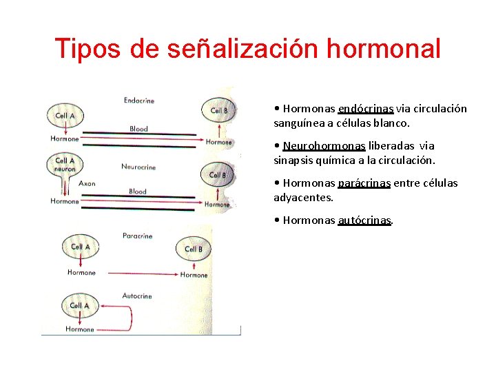 Tipos de señalización hormonal • Hormonas endócrinas via circulación sanguínea a células blanco. •