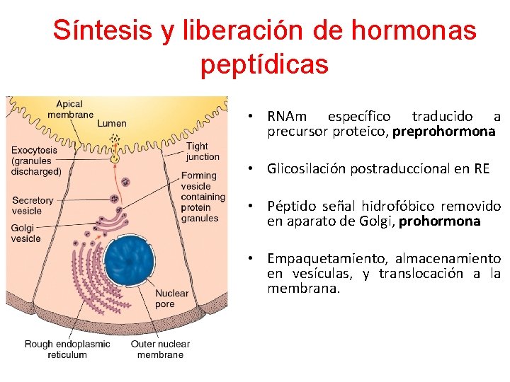 Síntesis y liberación de hormonas peptídicas • RNAm específico traducido a precursor proteico, preprohormona