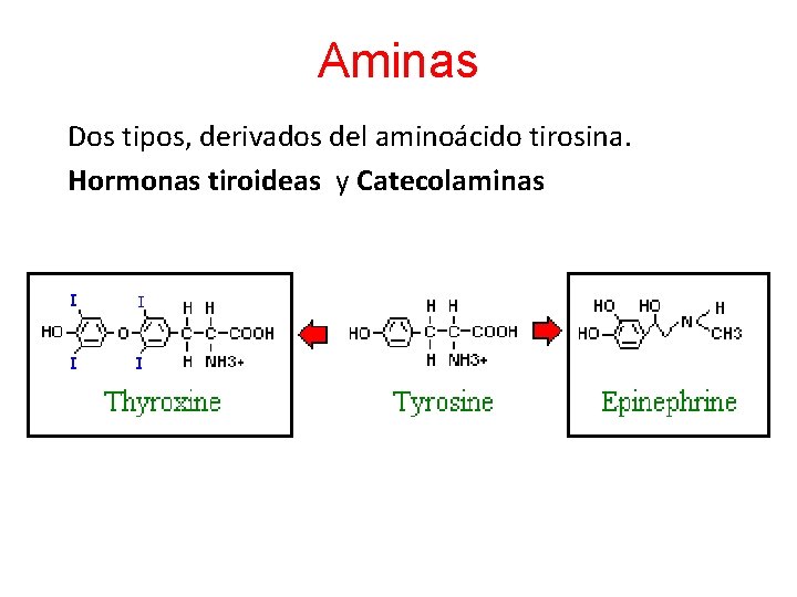 Aminas Dos tipos, derivados del aminoácido tirosina. Hormonas tiroideas y Catecolaminas 
