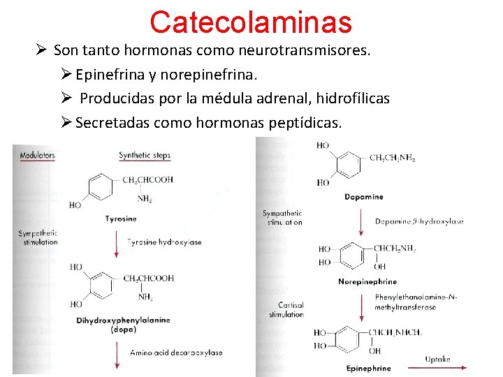 Catecolaminas Ø Son tanto hormonas como neurotransmisores. Ø Epinefrina y norepinefrina. Ø Producidas por