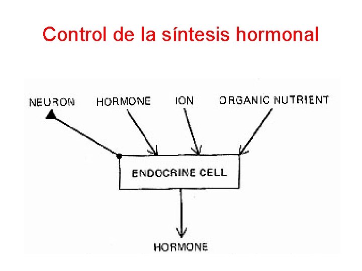 Control de la síntesis hormonal 