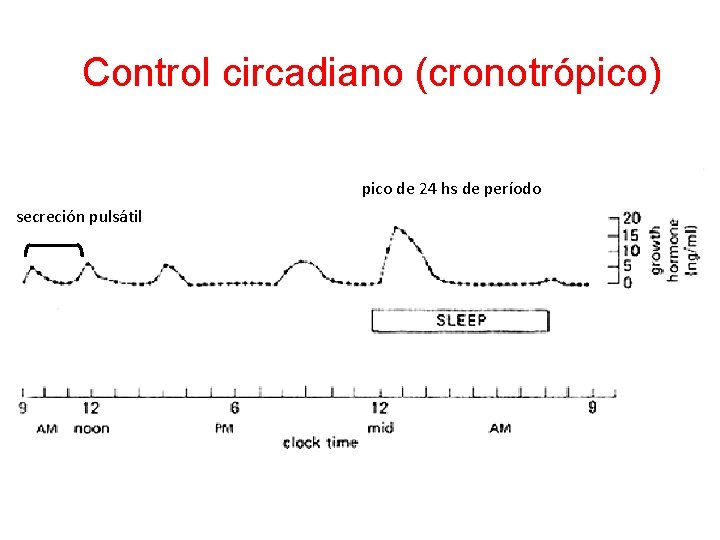 Control circadiano (cronotrópico) pico de 24 hs de período secreción pulsátil 