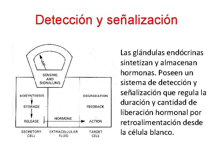 Detección y señalización Las glándulas endócrinas sintetizan y almacenan hormonas. Poseen un sistema de