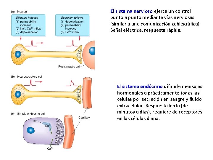 El sistema nervioso ejerce un control punto a punto mediante vías nerviosas (similar a