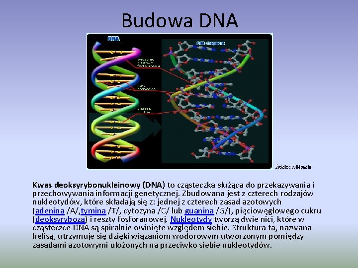 Budowa DNA Źródło: Wikipedia Kwas deoksyrybonukleinowy (DNA) to cząsteczka służąca do przekazywania i przechowywania Budowa DNA Źródło: Wikipedia Kwas deoksyrybonukleinowy (DNA) to cząsteczka służąca do przekazywania i przechowywania