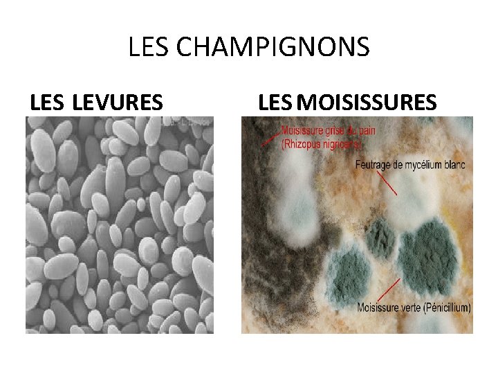 LES CHAMPIGNONS LEVURES LES MOISISSURES 