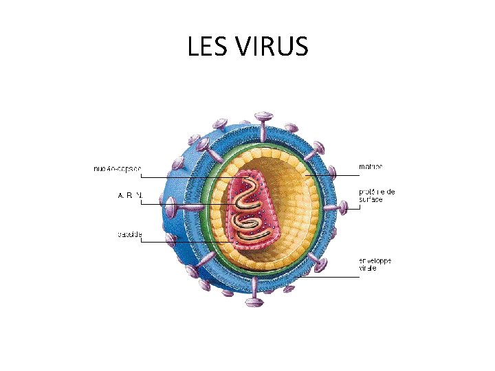 LES VIRUS 