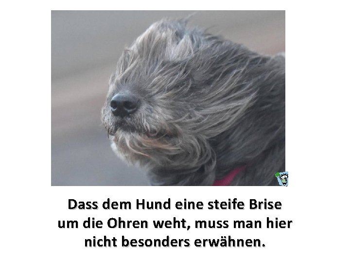 Dass dem Hund eine steife Brise um die Ohren weht, muss man hier nicht