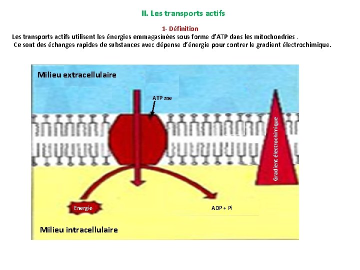 II. Les transports actifs 1 - Définition Les transports actifs utilisent les énergies emmagasinées