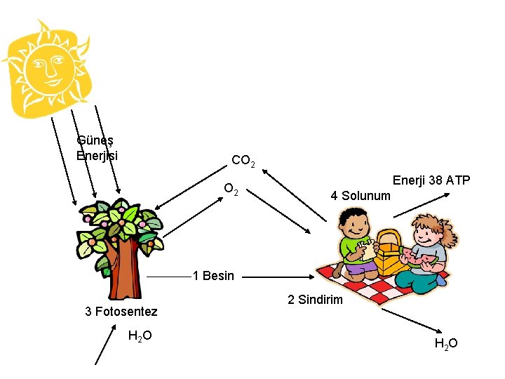 Güneş Enerjisi CO 2 Enerji 38 ATP 4 Solunum 1 Besin 3 Fotosentez H